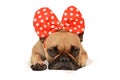 Brown French Bulldog dog with huge red ribbon on head lying on floor in front of white background Royalty Free Stock Photo