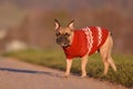 Brown French Bulldog dog standing outdoors wearing knitted pullover Royalty Free Stock Photo