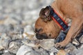 Brown French Bulldog dog on vacation on pebble beach eating remains of a dead fish