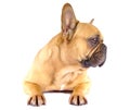 Brown french bulldog