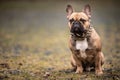 Brown French bulldog sits on the ground with its ears up