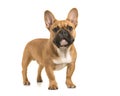 Brown french bulldog standing looking at camera on a white background