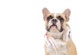 Brown french  bulldog wear white headphone isolated on white background Royalty Free Stock Photo