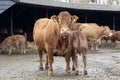 Brown French Limousin cow seen from the front, her calf next to her, is standing in a ranch.