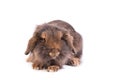 Brown French Lop rabbit isolated on white Royalty Free Stock Photo