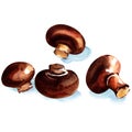 Brown fresh champignons isolated