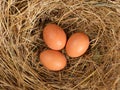 Brown fresh eggs in straw top view, chicken eggs in the nest