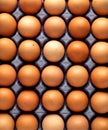 Brown fresh free range chicken eggs in cardboard tray Royalty Free Stock Photo