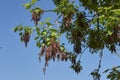 Acer negundo branch close up