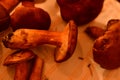 brown fresh mushrooms fungus on towel on table