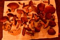 brown fresh mushrooms fungus on towel on table
