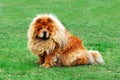 Brown friendly chow-chow dog in the city