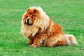 Brown friendly chow-chow dog in the city