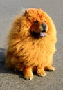 Brown friendly chow-chow dog in the city