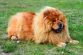 Brown friendly chow-chow dog in the green grass.