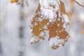 Brown froesty snow covered leaf with forest blurry background
