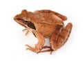 Brown frog Royalty Free Stock Photo