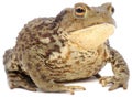 Brown Frog