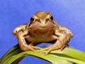 Brown frog Royalty Free Stock Photo