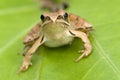 Brown frog Royalty Free Stock Photo