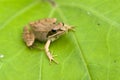 Brown frog