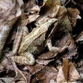 Brown frog, disguises itself as the environment Royalty Free Stock Photo