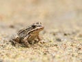 Brown frog in dried up pond Royalty Free Stock Photo