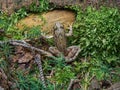 Brown frog forest camouflage hidden moss