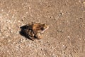Brown frog on gravelly surface under sunlight Royalty Free Stock Photo