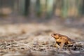 Brown frog hidden in the old forest fir waits spring Royalty Free Stock Photo