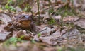 Brown frog hidden in the old forest leafs waits spring Royalty Free Stock Photo