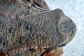 brown frog macro portrait Royalty Free Stock Photo