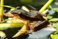 Brown frog in pond Royalty Free Stock Photo