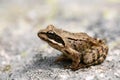 Brown frog Rana temporaria Royalty Free Stock Photo