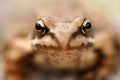 Brown frog Rana temporaria Royalty Free Stock Photo