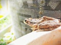Brown Frog Ready To Jump Into Banana Leaves Or Tree Branches