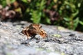 Brown frog on a rock