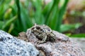 A brown frog sits at stone at the pond Royalty Free Stock Photo