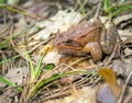 Brown frog sitting on the ground close-up. Royalty Free Stock Photo