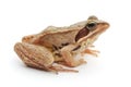 Brown frog Royalty Free Stock Photo