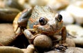 Brown Frog Royalty Free Stock Photo