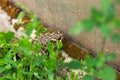 brown frog on a stone covered with moss in the garden