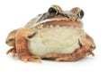 Brown frog studio shot on white background macro closeup Royalty Free Stock Photo