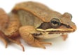 Brown frog on white background, wood frog studio closeup Royalty Free Stock Photo