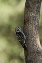 Brown fronted woodpecker, Dendrocoptes auriceps, Sattal, Uttarakhand, India Royalty Free Stock Photo