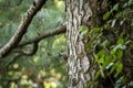 Brown-fronted or brown fronted woodpecker or Leiopicus auriceps bird on pine tree trunk during winter migration season at Royalty Free Stock Photo