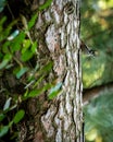 Brown-fronted or brown fronted woodpecker or Leiopicus auriceps bird on pine tree trunk during winter migration season at Royalty Free Stock Photo