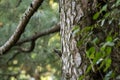 brown fronted woodpecker or Leiopicus auriceps bird on pine tree trunk during winter migration season at foothills of himalaya Royalty Free Stock Photo