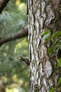 brown fronted woodpecker or Leiopicus auriceps bird on pine tree trunk during winter migration season at foothills of himalaya Royalty Free Stock Photo