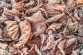 brown frosty leaves in macro nature detail Royalty Free Stock Photo